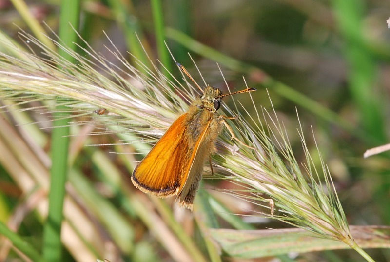 Small Skipper - Butterflies
