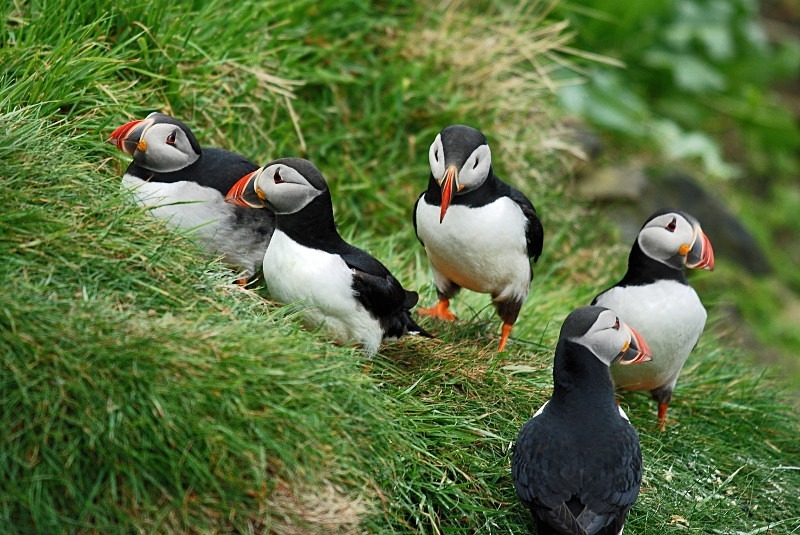 Puffins - Puffins
