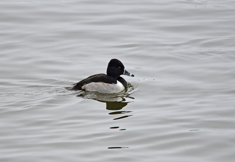 Ring-necked Duck - Diving ducks