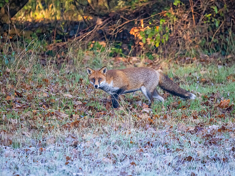 Red Fox - Latest photos