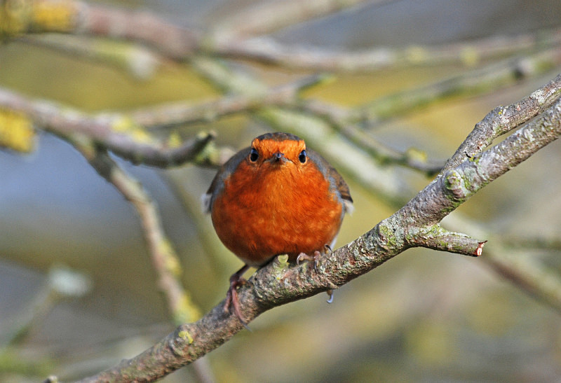 Robin - Robins