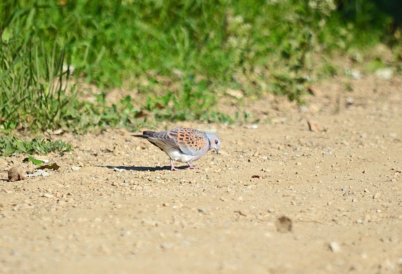 Turtle Dove - Hungary