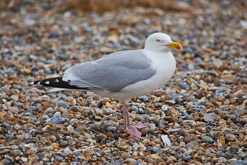 Herring Gull - Gulls