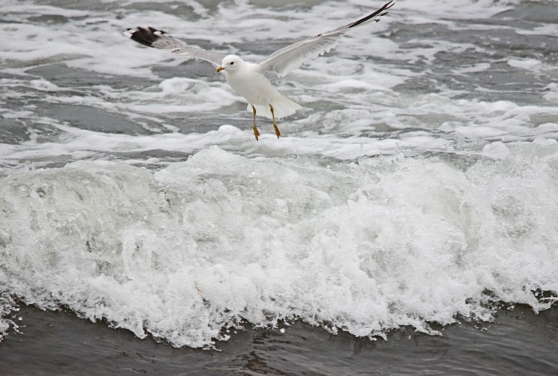 Common Gull - Gulls