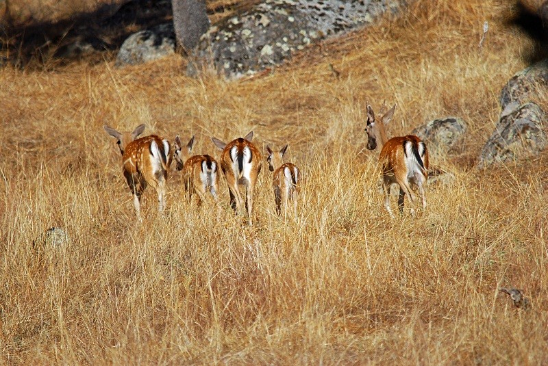 Fallow Deer - South and north west Spain - September 2010