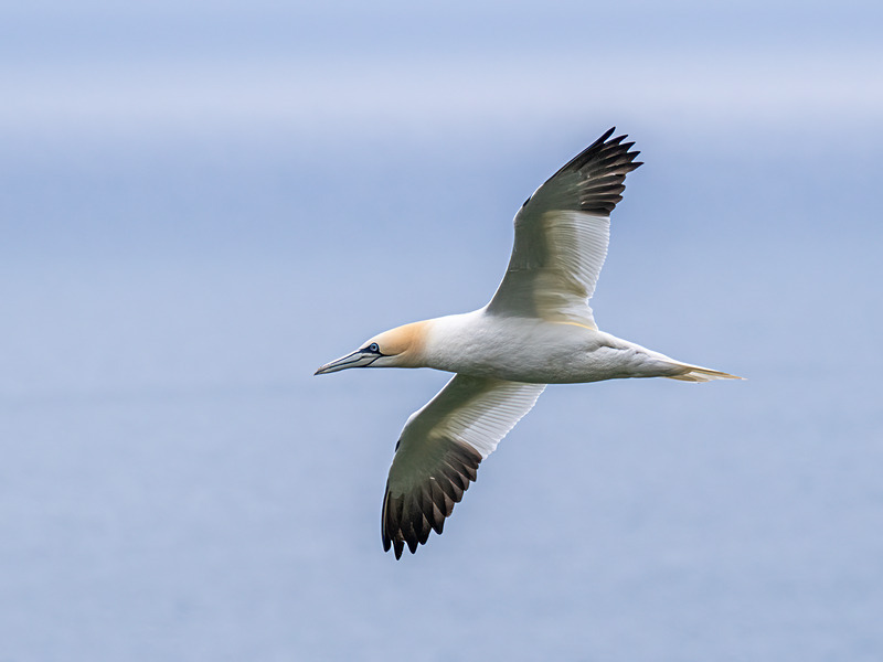 Gannet - Latest photos