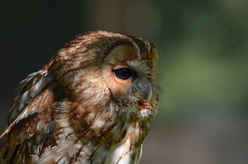 Tawny Owl - Tawny Owl