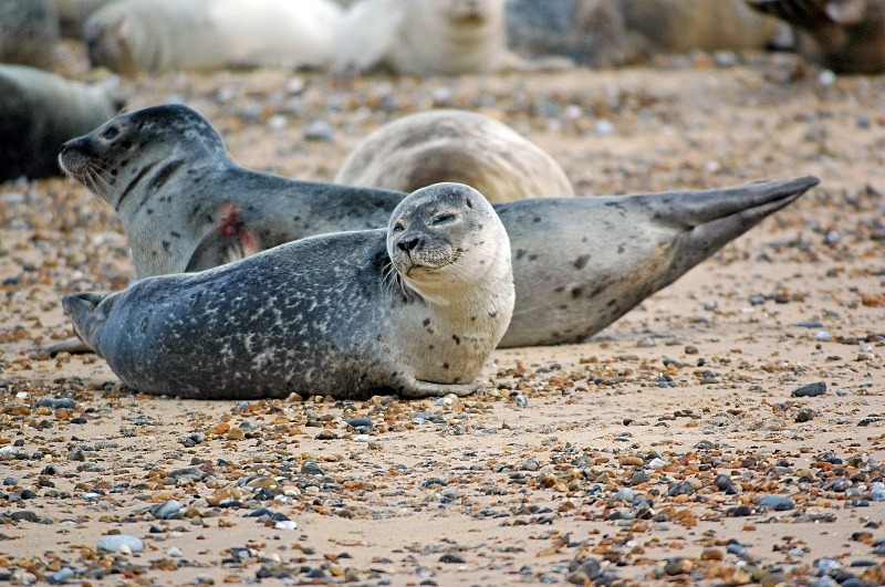 Common Seals - Common Seals