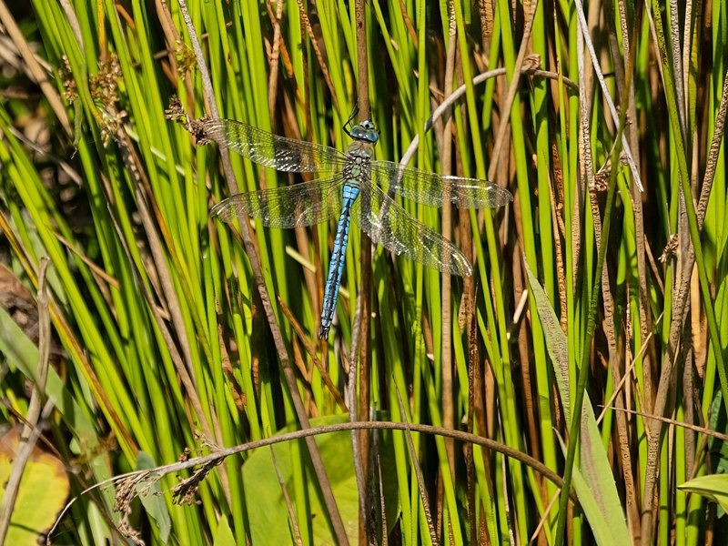 Emperor Dragonfly - Dragonflies and damselflies