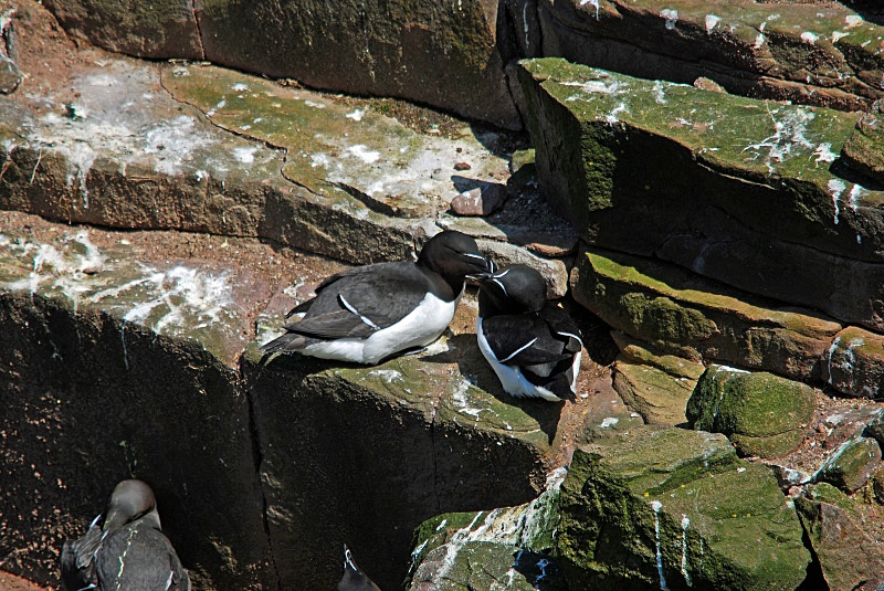 Razorbills - Auks