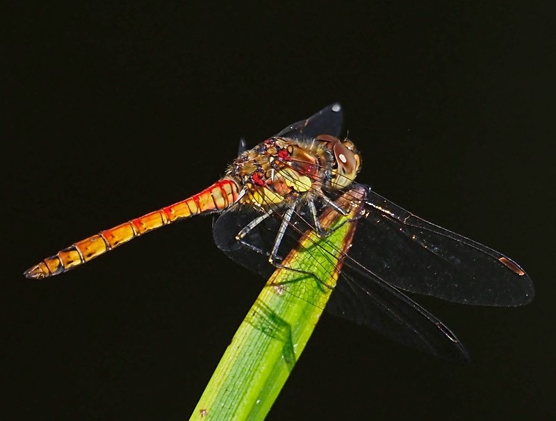 Common Darter - Dragonflies and damselflies
