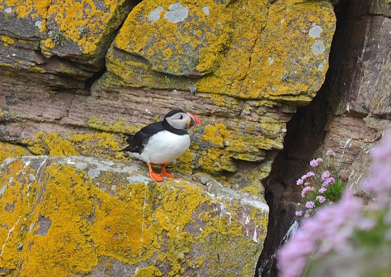 Puffin - Puffins