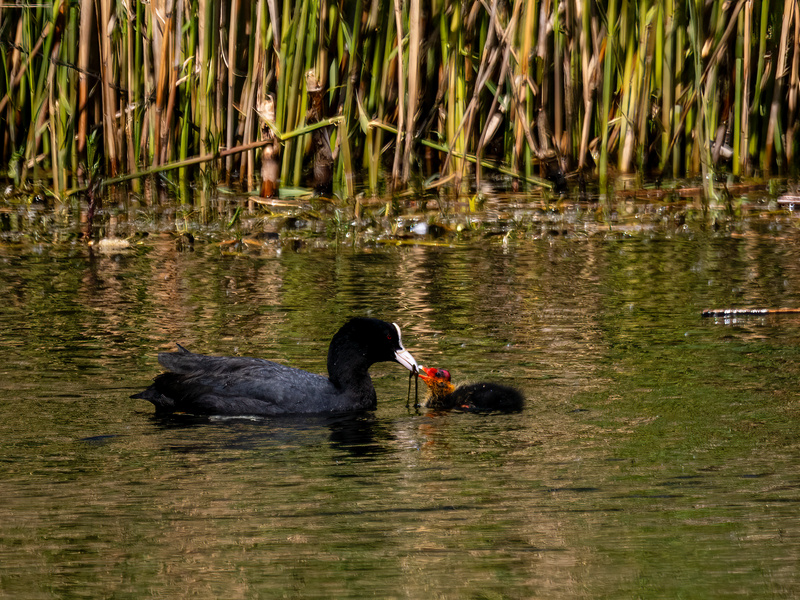 Coot - Latest photos