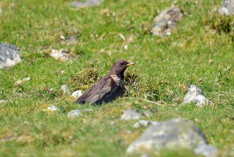 Ring Ousel - Thrushes