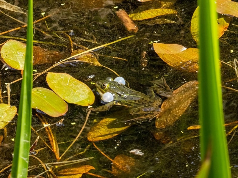 Edible Frog - Frogs and toads