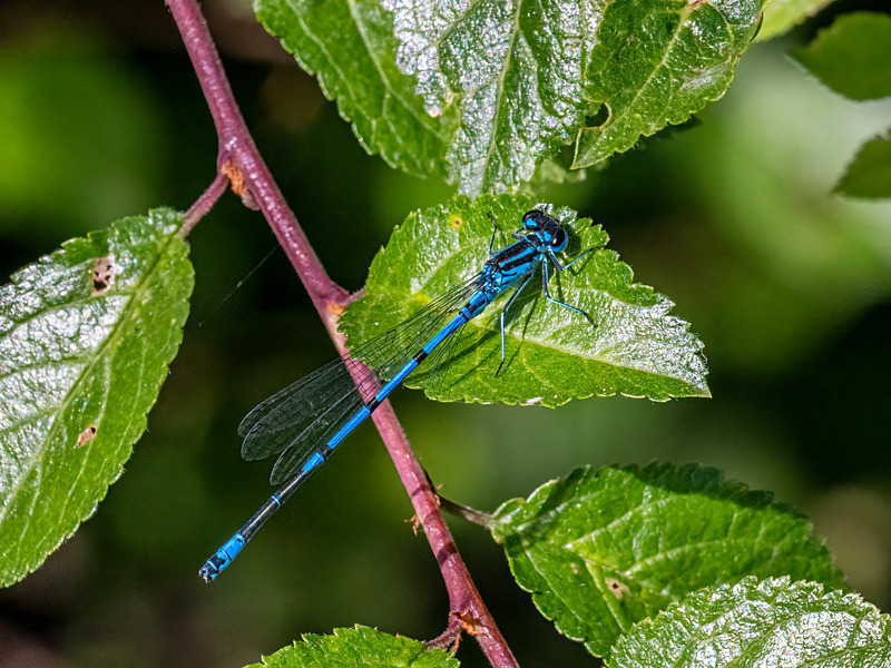 Azure Damselfly - Latest photos