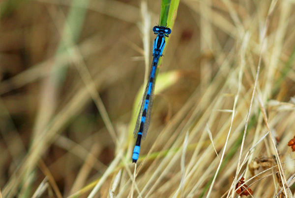 Common Blue Damselfly - Dragonflies and damselflies