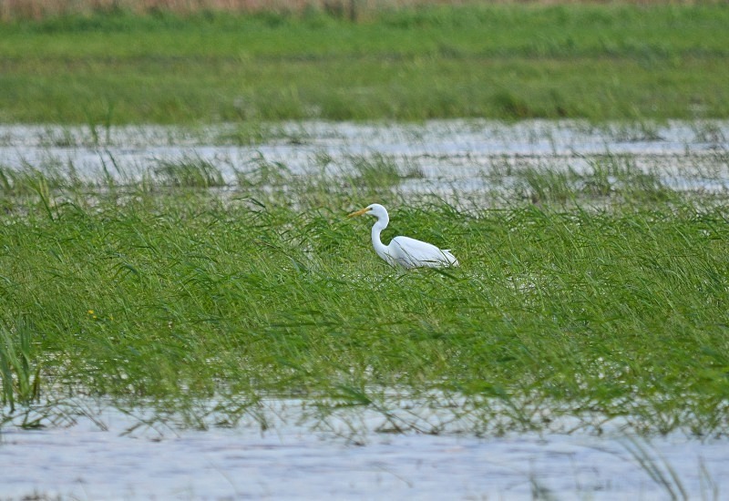 Great White Egret - North east Poland - May 2013