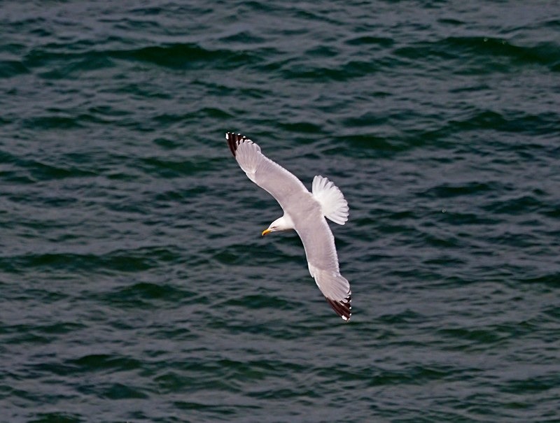Herring Gull - Gulls