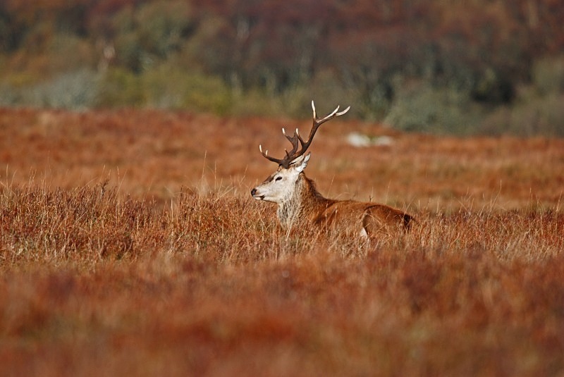 Red Deer - Red Deer