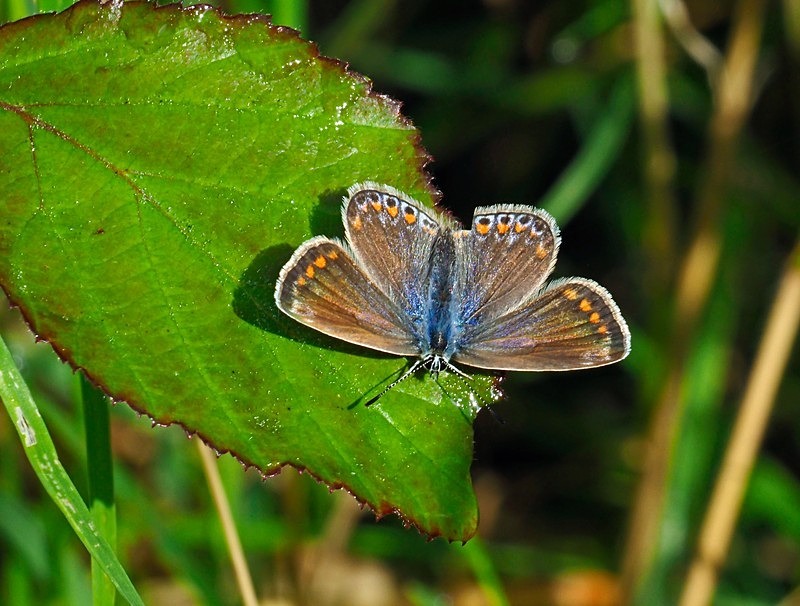 Common Blue - Butterflies