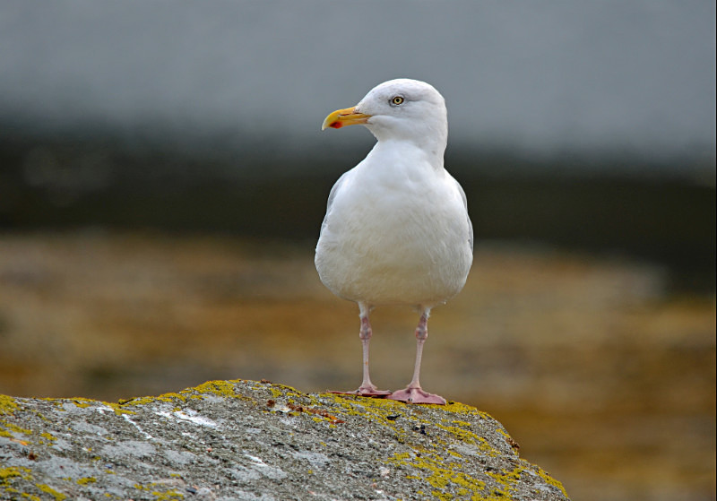 Herring Gull - Gulls