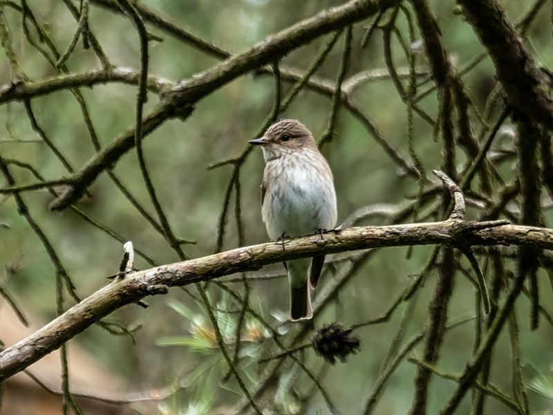 Spotted Flycatcher - Flycatchers
