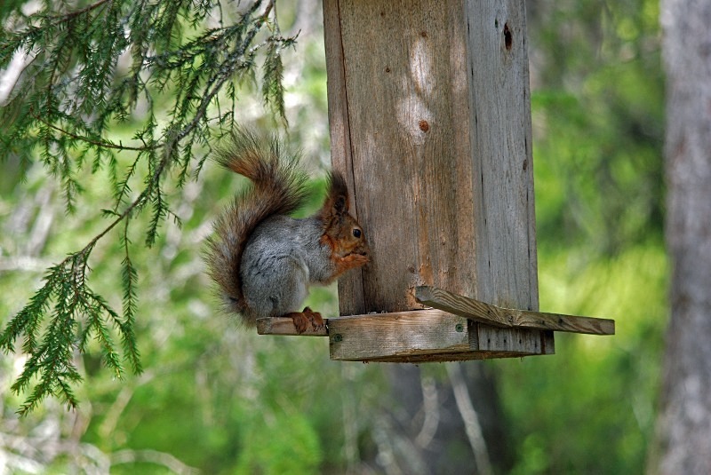 Red Squirrel - North Finland and north Norway - May and June 2009