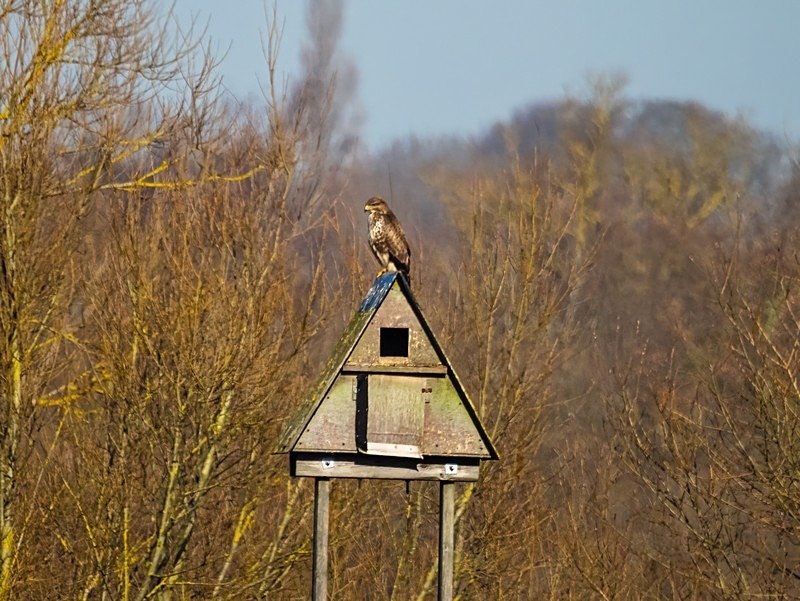 Common Buzzard - Birds of prey