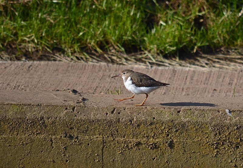 Spotted Sandpiper - Sandpipers