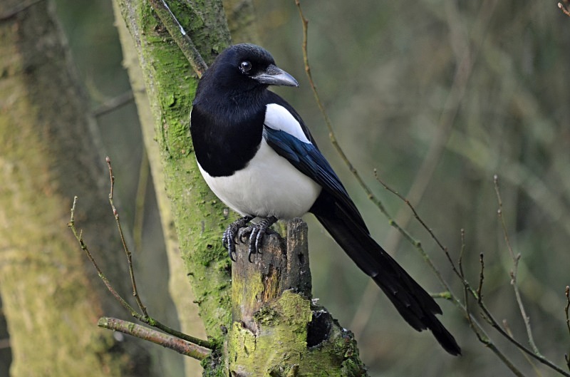 Magpie - Crows