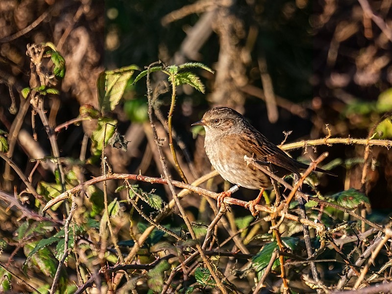 Dunnock - Latest photos