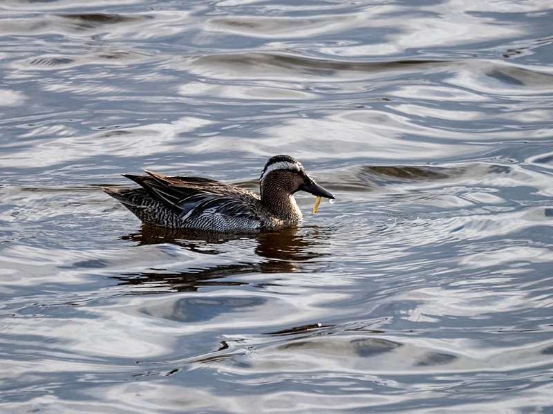 Garganey - Dabbling ducks