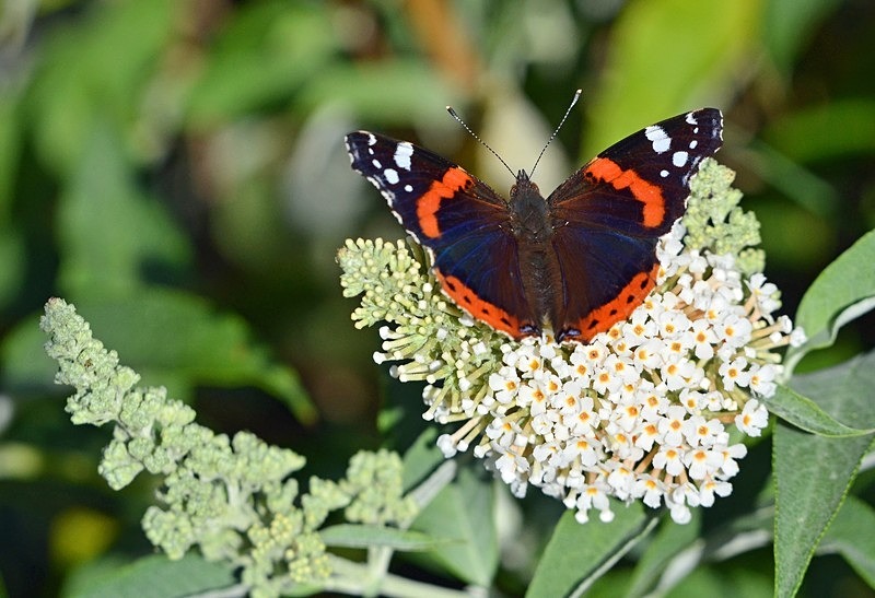 Red Admiral - Butterflies