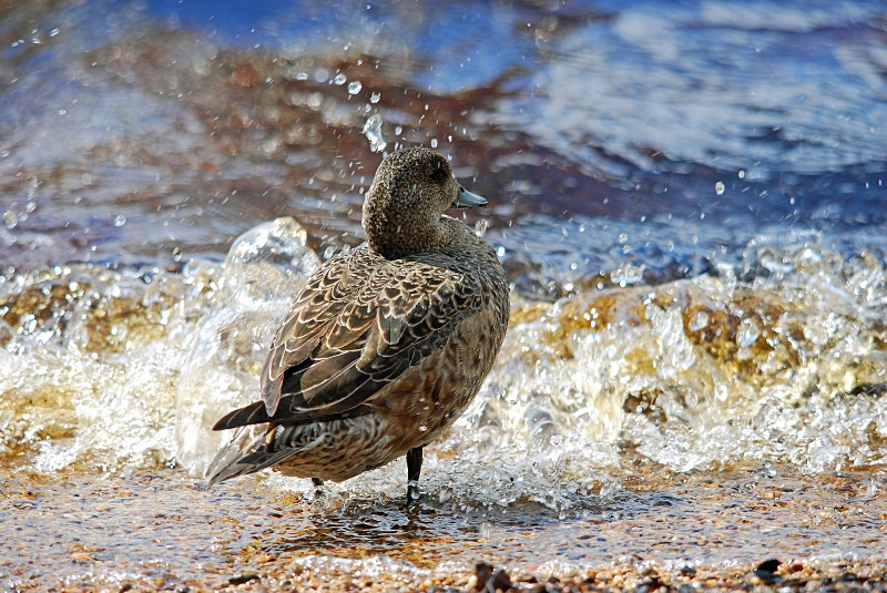 Wigeon - Dabbling ducks