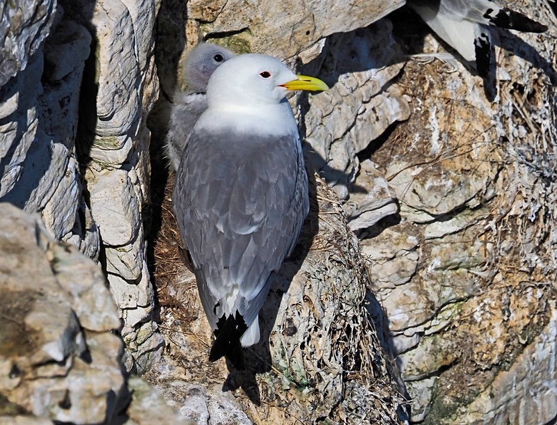 Kittiwake - Gulls
