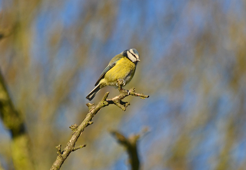 Blue Tit - Tits