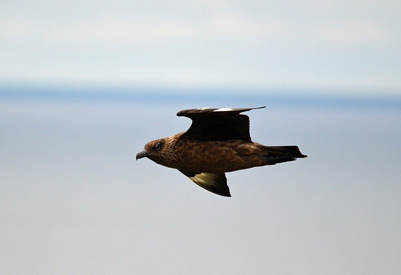 Great Skua - Skuas and shearwaters