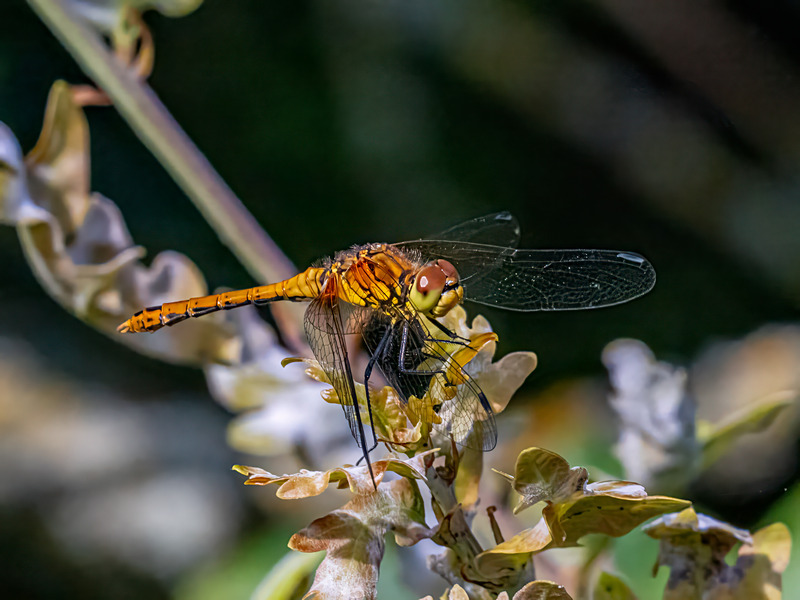 Ruddy Darter - Latest photos