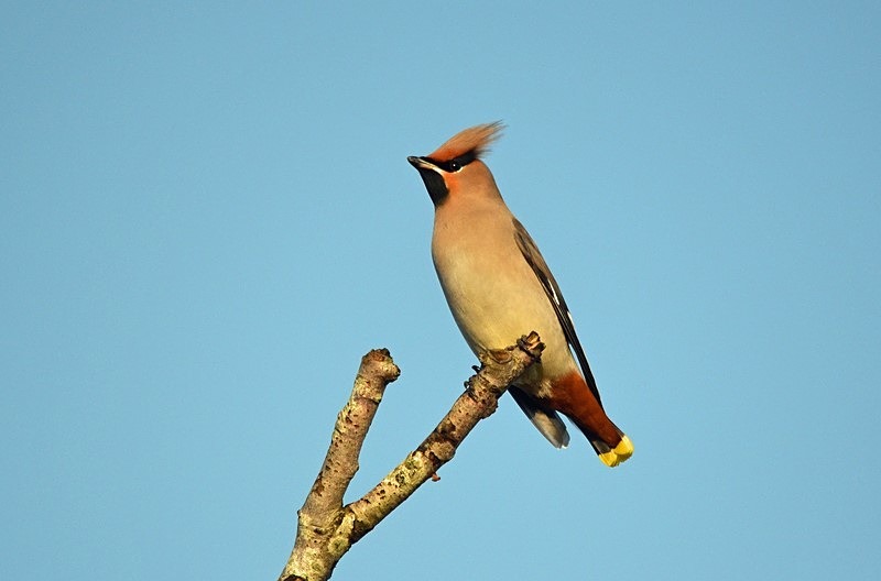 Waxwing - Waxwings
