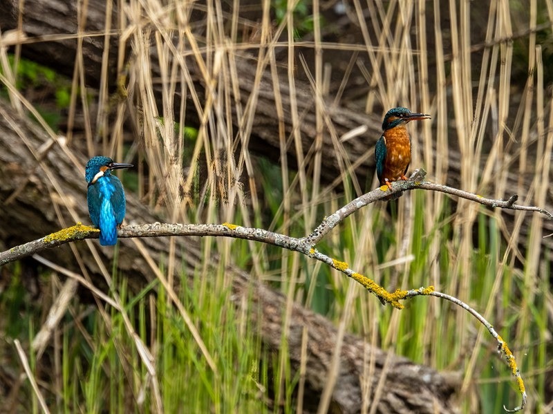 Kingfisher - Kingfishers