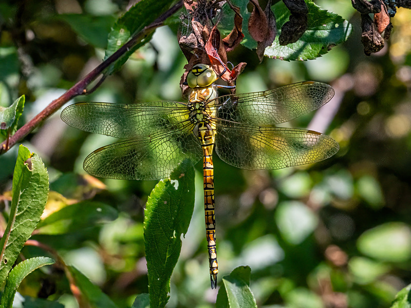 Southern Migrant Hawker - Latest photos