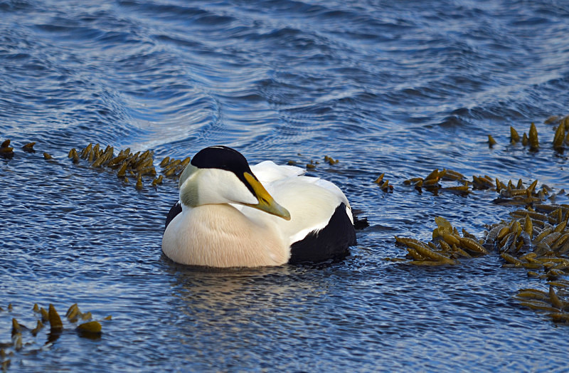 Eider - North west Iceland