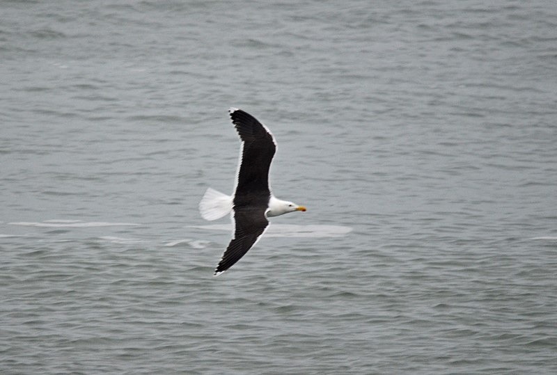 Great Black-backed Gull - Ireland - January and February 2020