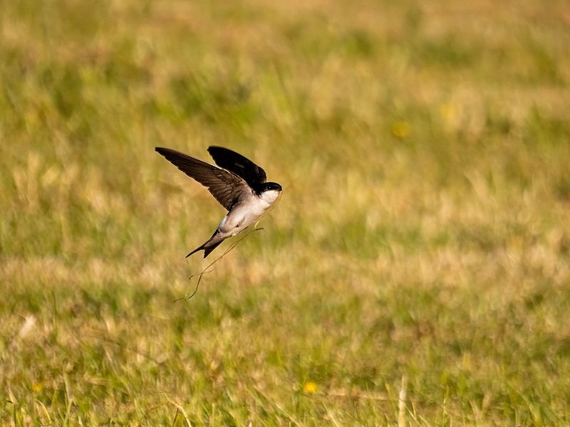 House Martin - Hirundines