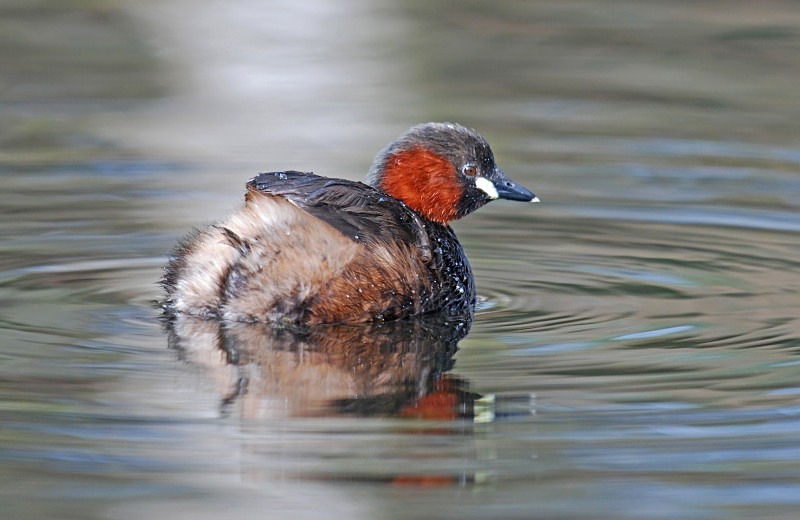 Little Grebe - Grebes