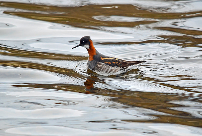 Red-necked Phalarope - North east Iceland
