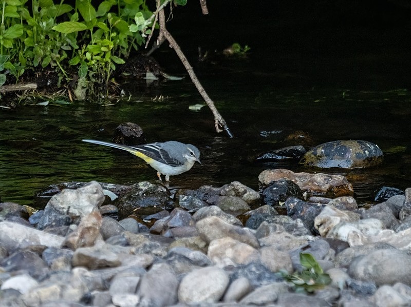 Grey Wagtail - Wagtails
