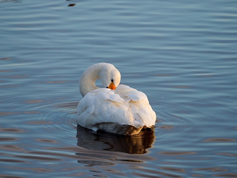 Bewick's Swan - Whooper and Bewick's Swans
