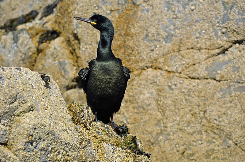 Shag - Cormorants and Shags